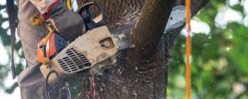 Best Lawn Disease Treatment  in Willow Oak, FL
