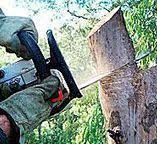 Best Stump Grinding and Removal  in Willow Oak, FL