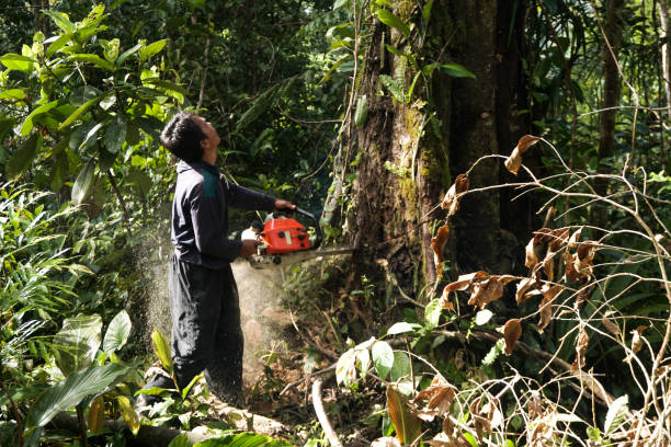 Best Fruit Tree Pruning  in Willow Oak, FL