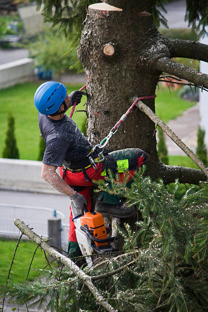  Willow Oak, FL Tree Removal Pros