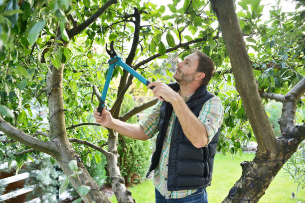 Best Tree and Shrub Care  in Willow Oak, FL